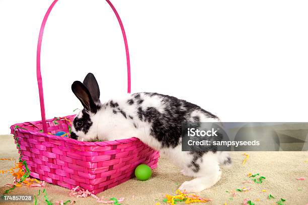 Пасхальный Кролик — стоковые фотографии и другие картинки Весна - Весна, Волосы животного, Горизонтальный