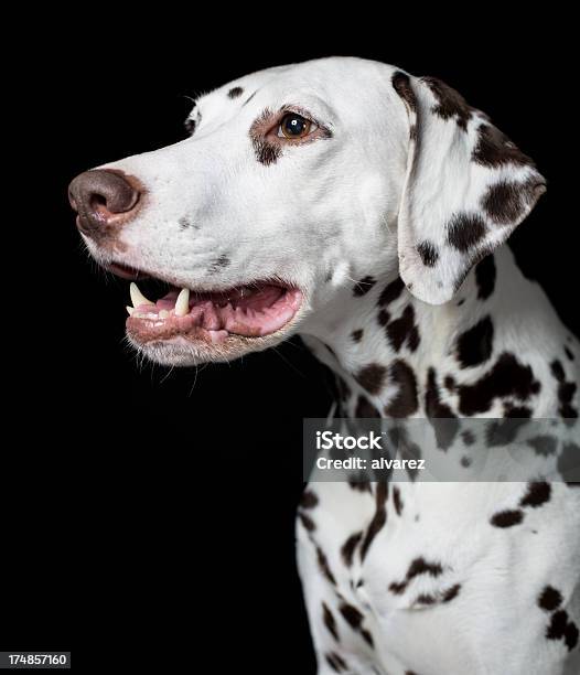 Retrato De Un Dálmata Foto de stock y más banco de imágenes de Animal - Animal, Animal doméstico, Blanco - Color