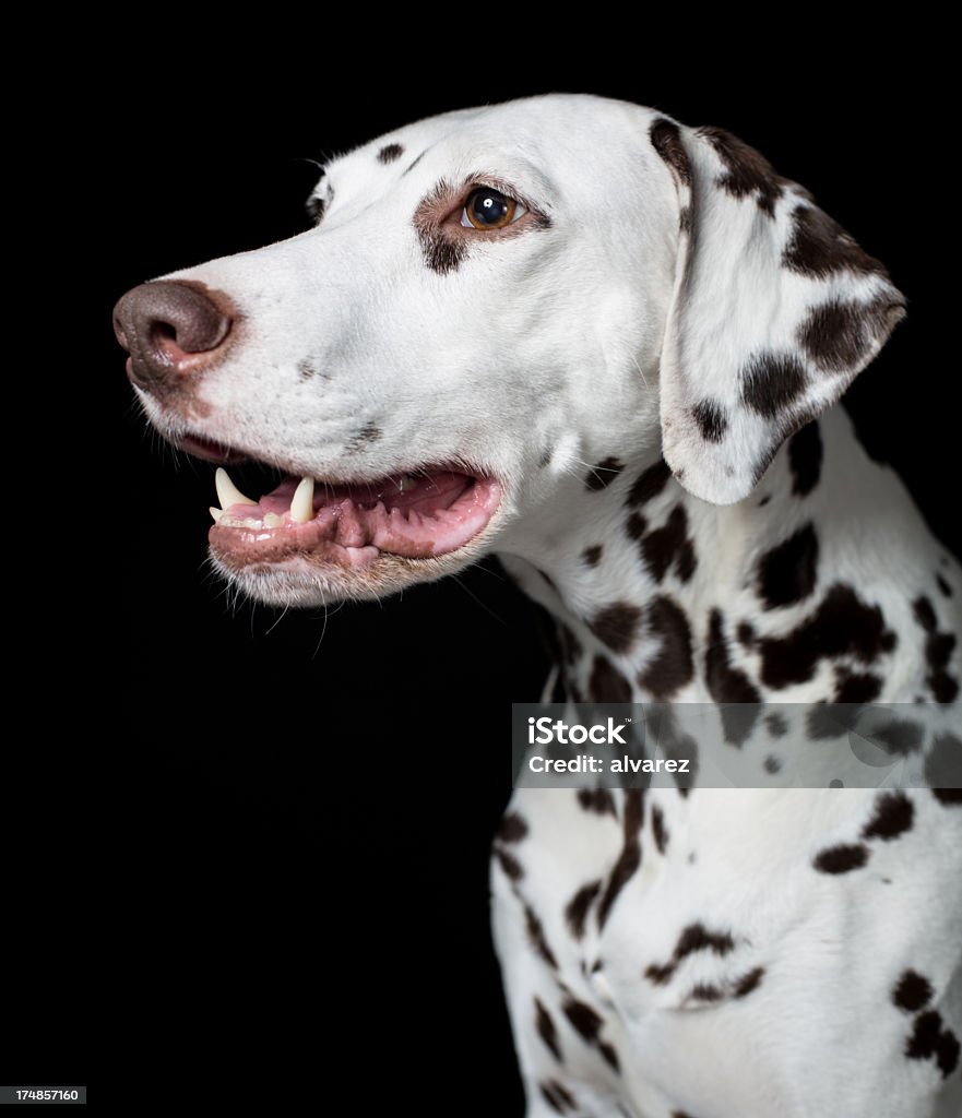 Retrato de um Dalmatian - Foto de stock de Animal royalty-free