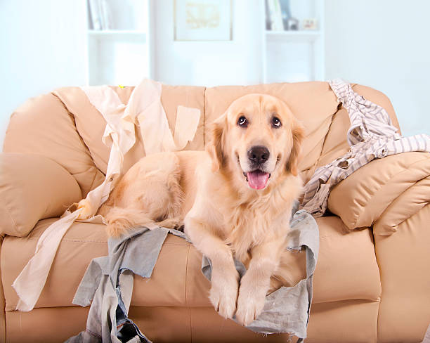 labrador dourado na cama - dog home interior loneliness destruction - fotografias e filmes do acervo