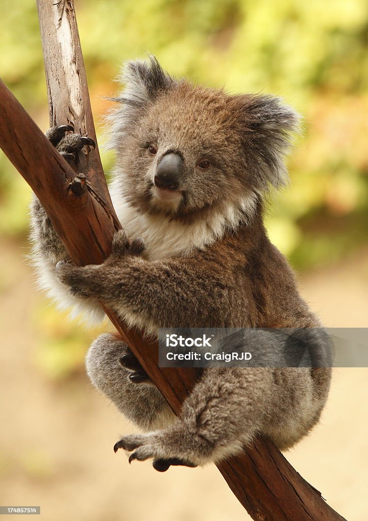 коала - Стоковые фото Австралия - Австралазия роялти-фри