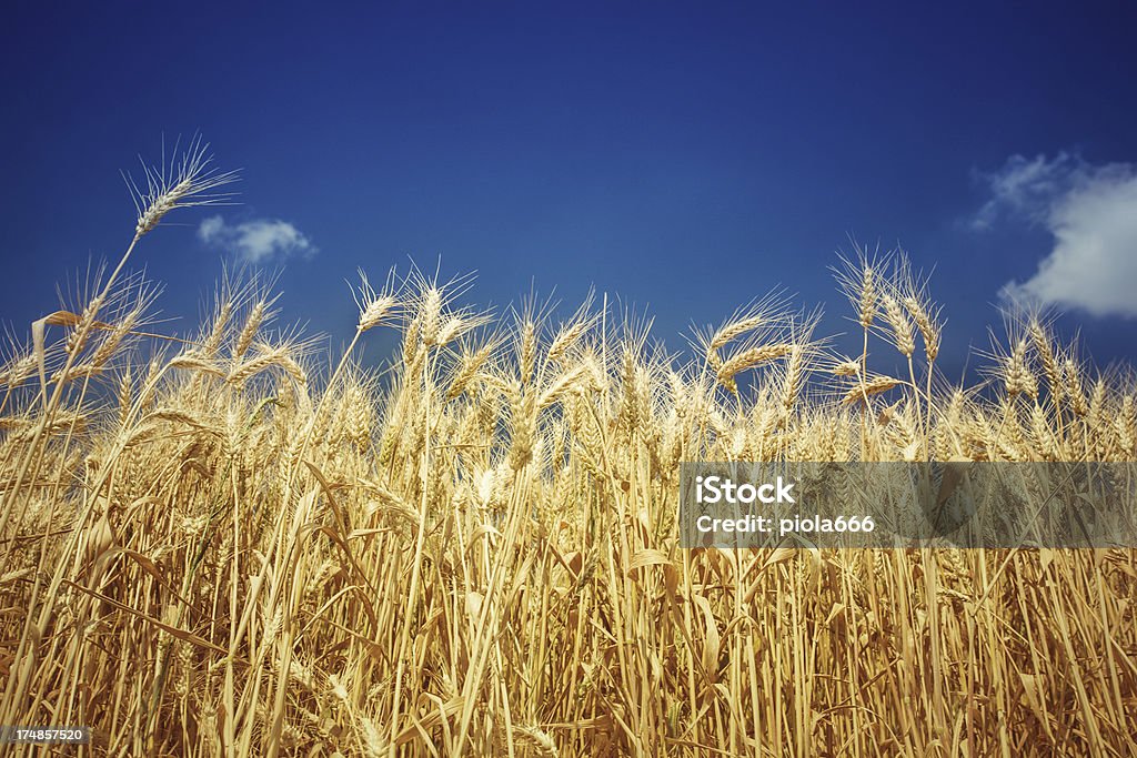 Campo de flor, cielo azul profundo - Foto de stock de Agricultura libre de derechos