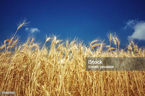 Campo De Flor Cielo Azul Profundo Foto de stock y más banco de imágenes de Agricultura - Agricultura, Aire libre, Ajardinado