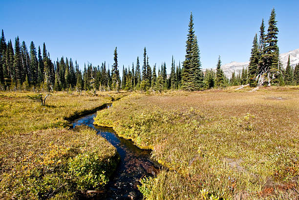 istock Creek Running Through an Alpine Meadow 174857553