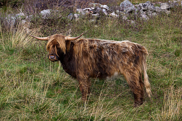 gado da escócia - animal hair animal galloway scottland - fotografias e filmes do acervo