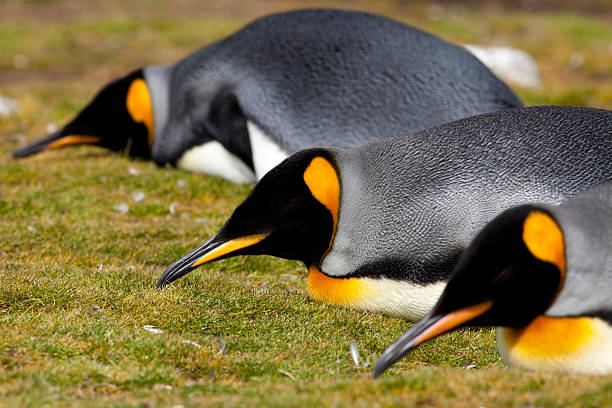 istock Sleeping King Penguins, Falkland Islands 174857565