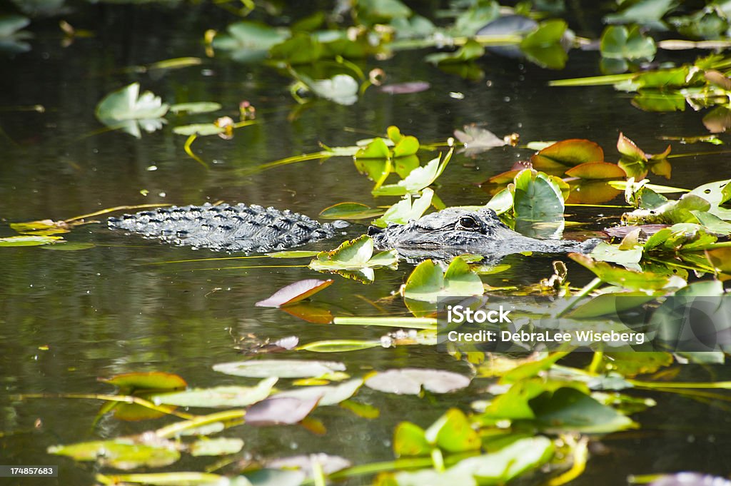 Gator Olho - Royalty-free Aligátor Foto de stock