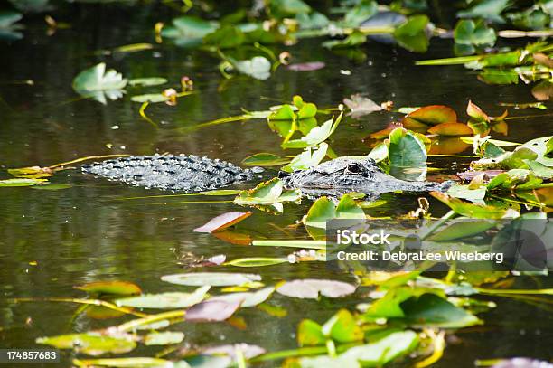 Gator Olho - Fotografias de stock e mais imagens de Aligátor - Aligátor, Animal, Animal selvagem