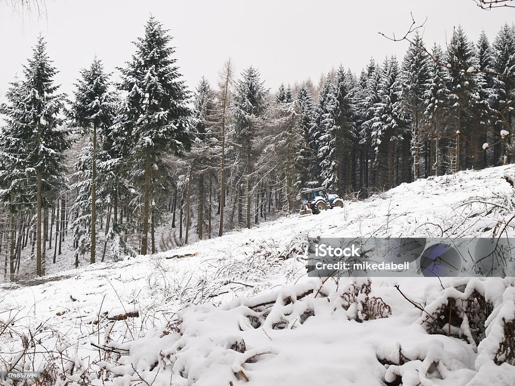 Schneebedeckte Holz - Lizenzfrei Forstwirtschaft Stock-Foto