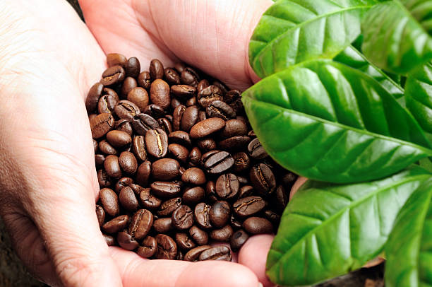 granos de café - coffee plant fotografías e imágenes de stock