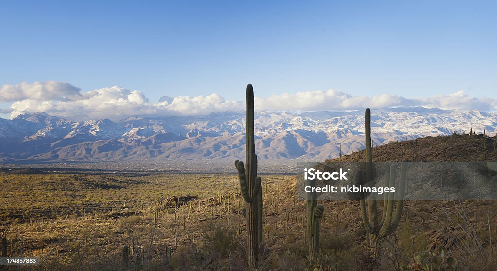 Sonora-Wüste mit saguaro Kaktus - Lizenzfrei Amerikanische Kontinente und Regionen Stock-Foto