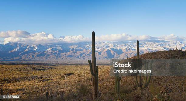 Sonorawüste Mit Saguaro Kaktus Stockfoto und mehr Bilder von Amerikanische Kontinente und Regionen - Amerikanische Kontinente und Regionen, Arizona, Berg