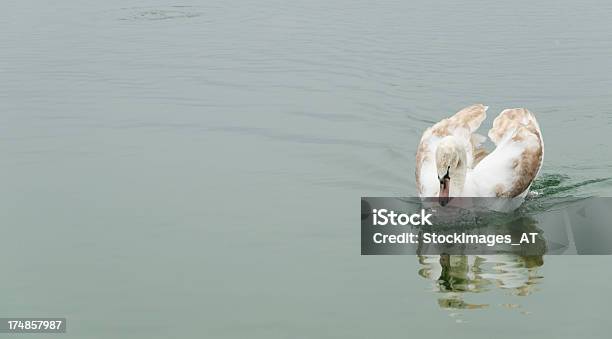 Brown Cisnes A Nadar Em Um Lago - Fotografias de stock e mais imagens de Animal - Animal, Animal em via de extinção, Ao Ar Livre
