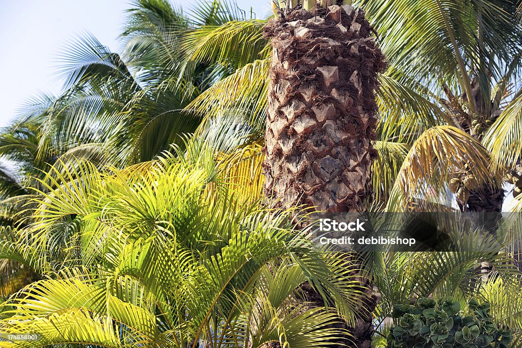 La végétation tropicale & palmiers - Photo de Amérique latine libre de droits