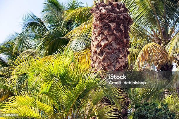 Тропической Растительности Пальм — стоковые фотографии и другие картинки Без людей - Без людей, Горизонтальный, Жёлтый