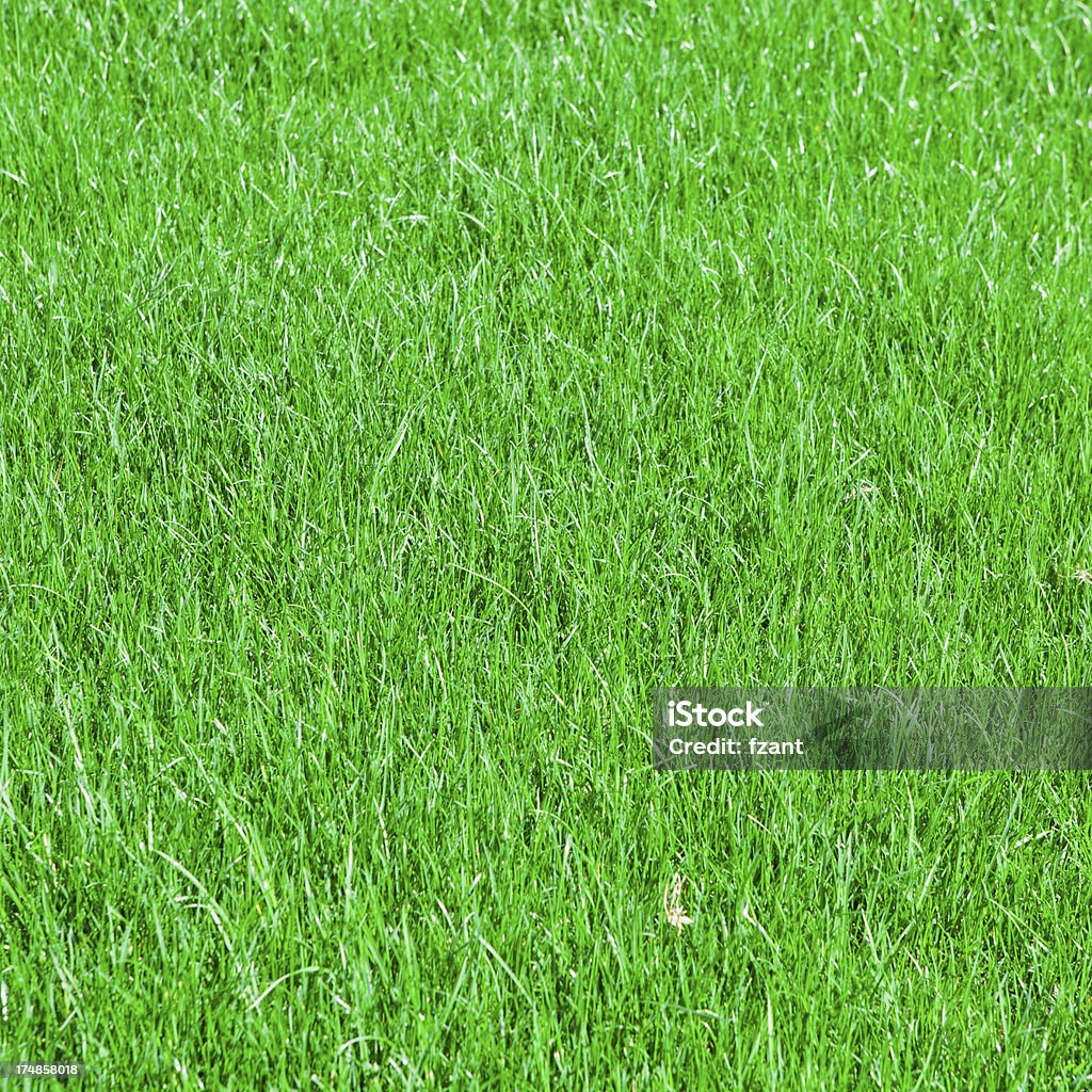 Sfondo verde erba - Foto stock royalty-free di Campo in erba