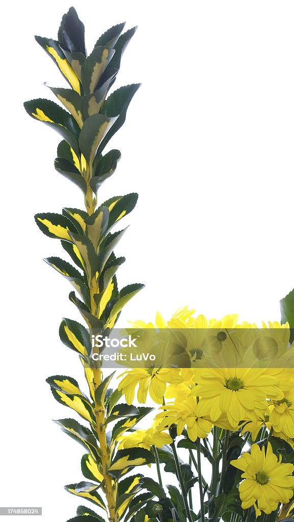 Sun plants Chrysantemum with green-golden branch Beauty In Nature Stock Photo