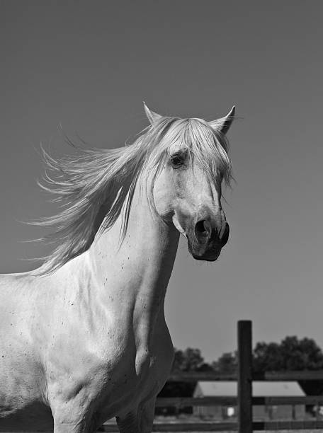 istock White Stallion Horse Andalusian BW 174858259