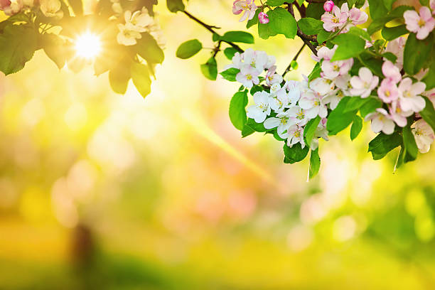 sonne im frühling orchard - flower tree spring apple blossom stock-fotos und bilder