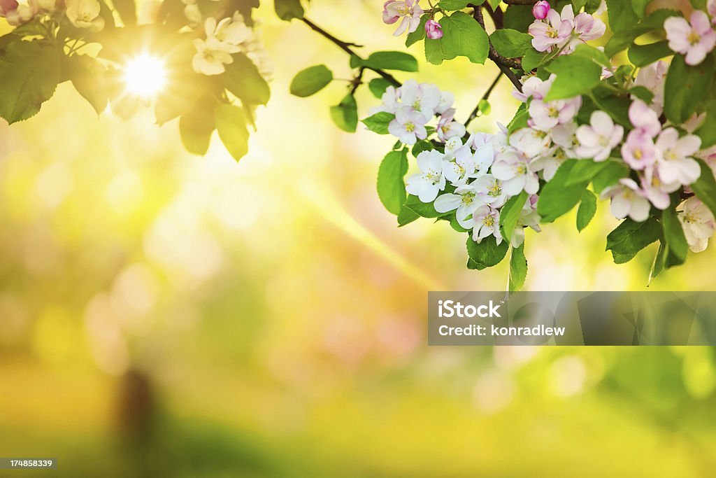 Sun in the Spring Orchard  Backgrounds Stock Photo