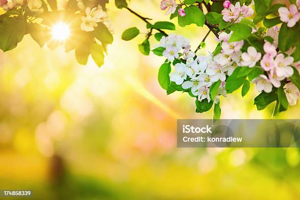 Sun In The Spring Orchard Stock Photo - Download Image Now - Backgrounds, Apple Blossom, Springtime