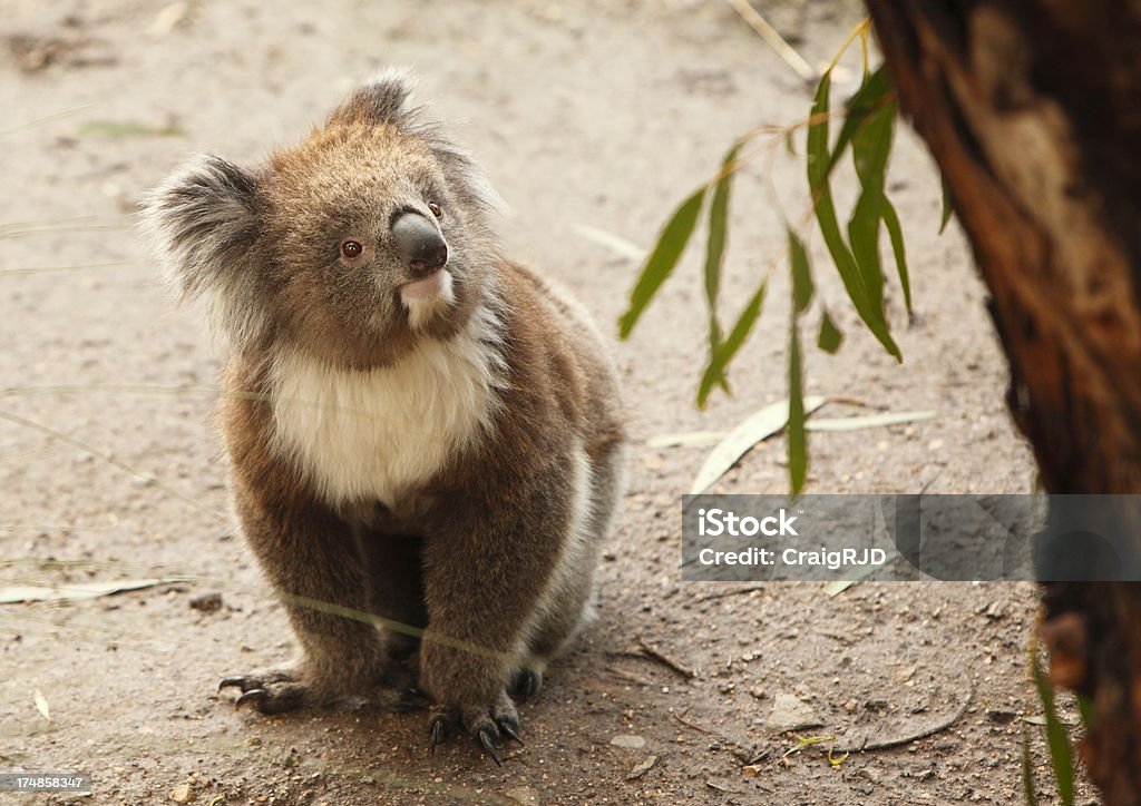 Coala - Foto de stock de Animal royalty-free