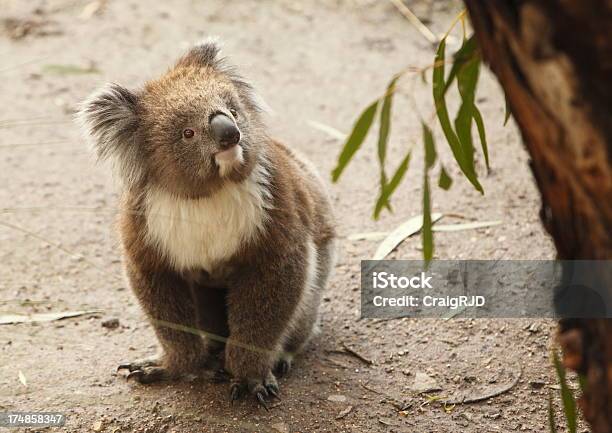 Foto de Coala e mais fotos de stock de Animal - Animal, Animal selvagem, Austrália