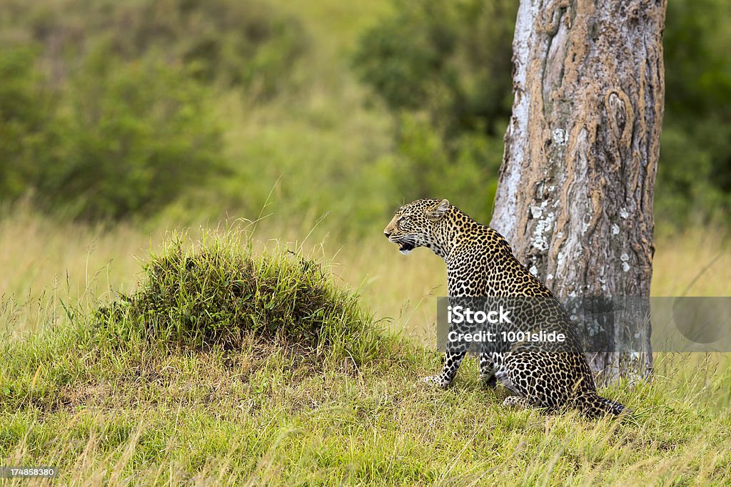 Leopard-watching - Lizenzfrei Afrika Stock-Foto