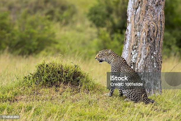 Leopardowatching - Fotografie stock e altre immagini di Africa - Africa, Ambientazione esterna, Animale