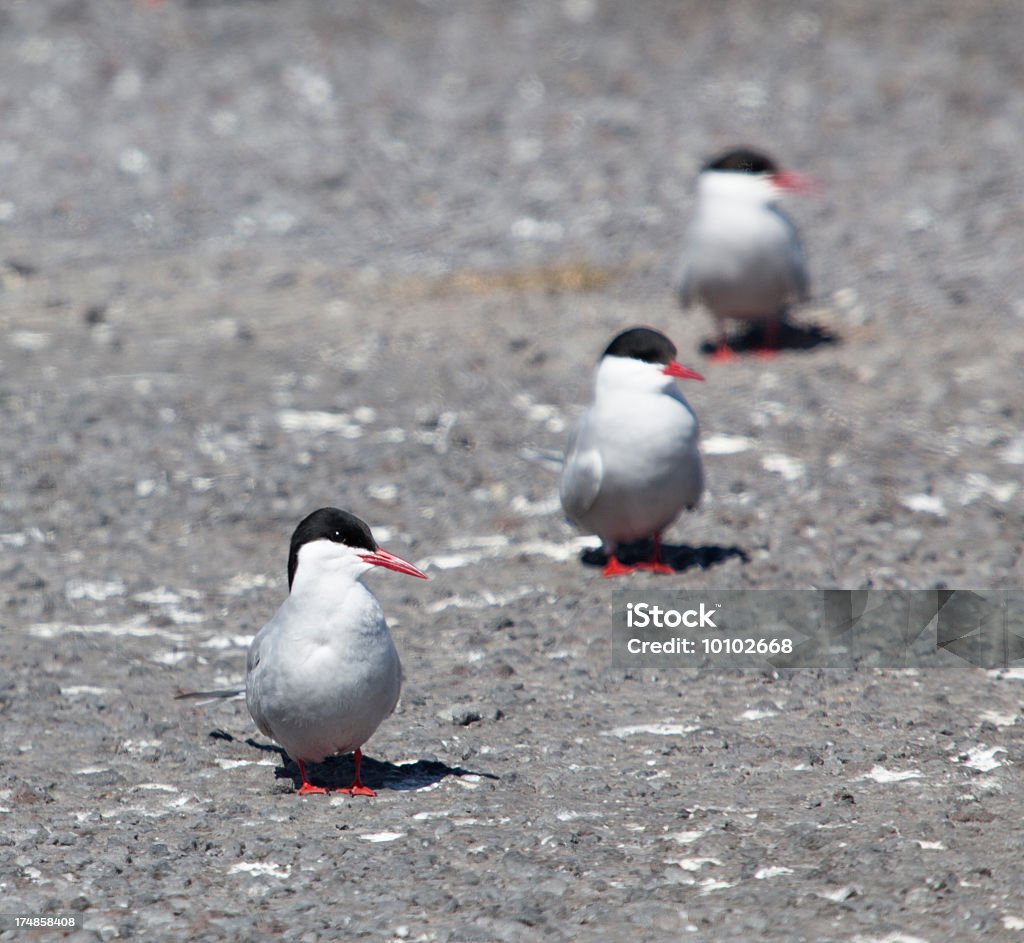 seabirds - Zbiór zdjęć royalty-free (Biały)