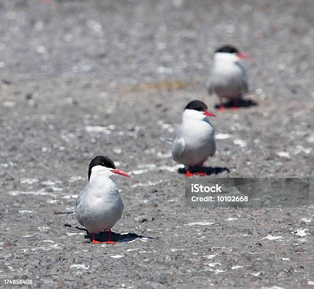 Seabirds - zdjęcia stockowe i więcej obrazów Biały - Biały, Ciało zwierzęcia, Czarny kolor