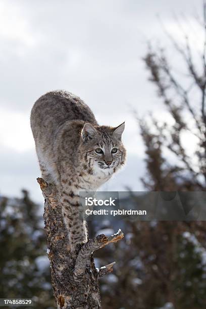 Bobcat - Fotografie stock e altre immagini di Animale - Animale, Chiazzato, Composizione verticale