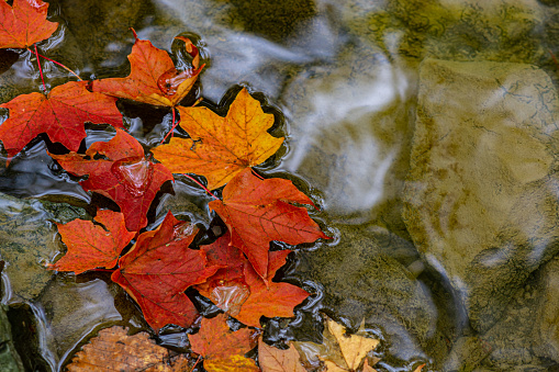Leaves on Hidden Lake in Autumn, Delaware Water Gap National Recreation Area, Pennsylvania, USA