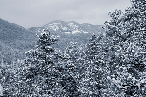 Fresh snow on a cloudy misty morning after a big snowstorm  in the Pike National Forest of Colorado