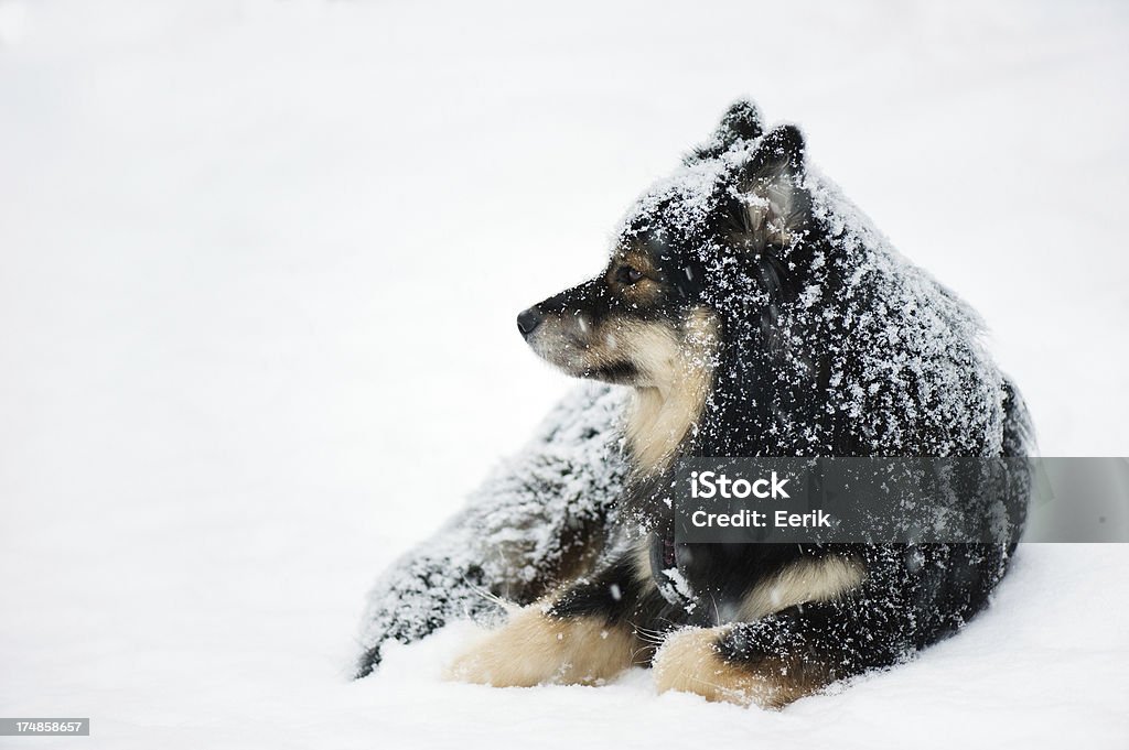 Hund im Schnee - Lizenzfrei Bildschärfe Stock-Foto