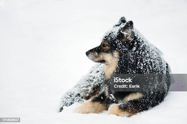 Hund Im Schnee Stockfoto und mehr Bilder von Bildschärfe - Bildschärfe, Domestizierte Tiere, Einzelnes Tier