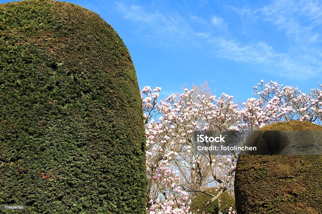 Buxus und Magnolien - Lizenzfrei Baum Stock-Foto