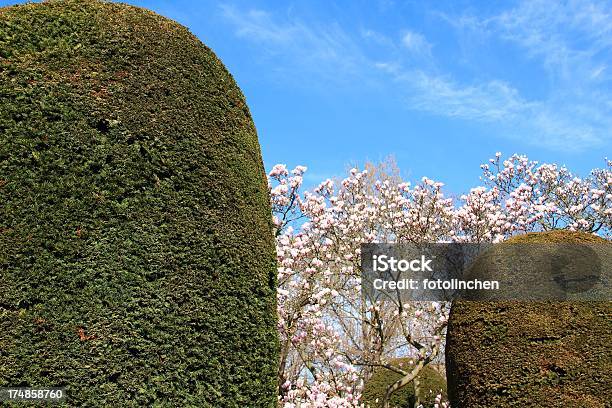 Buxus Und Magnolien Stockfoto und mehr Bilder von Baum - Baum, Buchsbaum, Fotografie