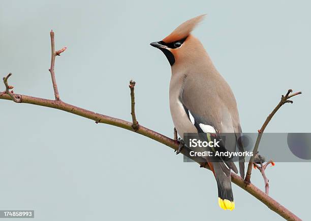 황여새 Bombycilla Garrulus 황여새에 대한 스톡 사진 및 기타 이미지 - 황여새, 0명, 꽃-식물