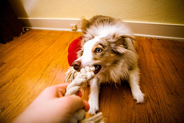 istock Fun Playful Tug of War Rope Dog Playing 174859040