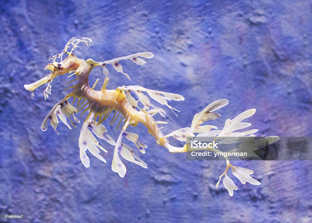 Dragone foglia - Foto stock royalty-free di Dragone foglia