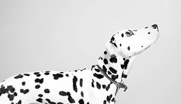 Dalmatian looking up An adult pure bred Dalmatian looking up to his owner against a pale grey background. dalmatian dog photos stock pictures, royalty-free photos & images