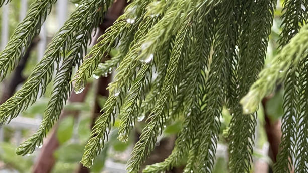 istock Fresh green leaves of the tiered pine tree 1748596619