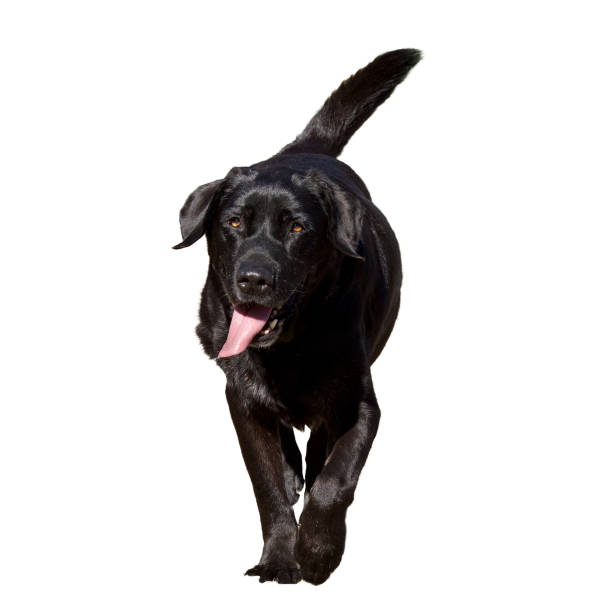 istock walking black dog with cool attitude 1748597809