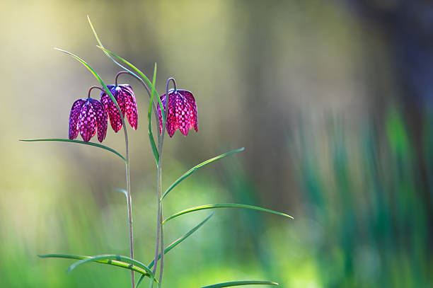 szachownica-roślina kwiaty - fritillary butterfly butterfly insect lepidoptera zdjęcia i obrazy z banku zdjęć