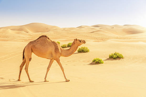 Camel in the Desert Dunes "Camel walking in the Rub al Khali or Empty Quarter Desert, between United Arab Emirate and Saudi Arabia." dromedary camel stock pictures, royalty-free photos & images