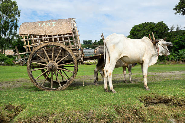 istock Two Burmese cows in front of bullock cart 174860287