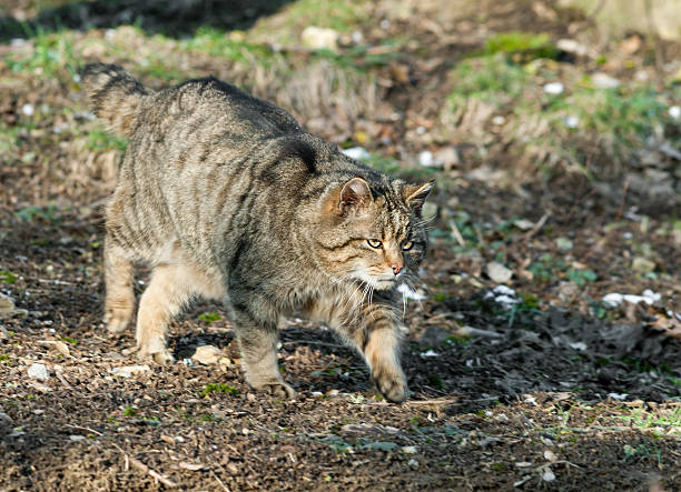 istock European Wildcat On The Hunt 174860371