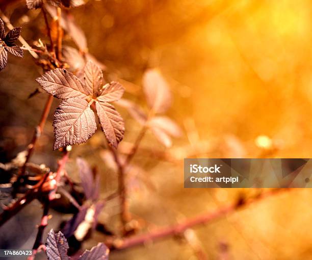 Foto de Folhas De Outono e mais fotos de stock de Abstrato - Abstrato, Amarelo, Botânica - Assunto