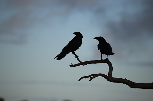 The Common Raven (Corvus corax), also known as the Northern Raven, is a large, all-black passerine bird. Found across the northern hemisphere, it is the most widely distributed of all corvids. Perching.